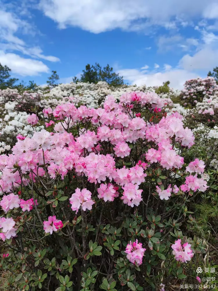 宣威宝山戛立.十里杜鹃
